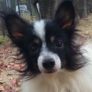 里親決定！優しいパピヨン★すべて受け入れて！