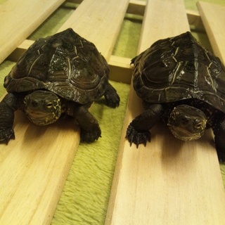 大&福(亀2匹)