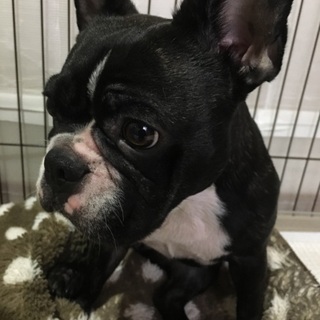 多数のご応募の為募集終了します フレンチブルドッグ