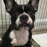 多数のご応募の為募集終了します フレンチブルドッグ サムネイル2