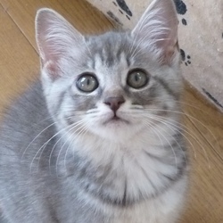 にゃんこの家族探し サムネイル1