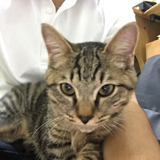 さみしがり屋さん