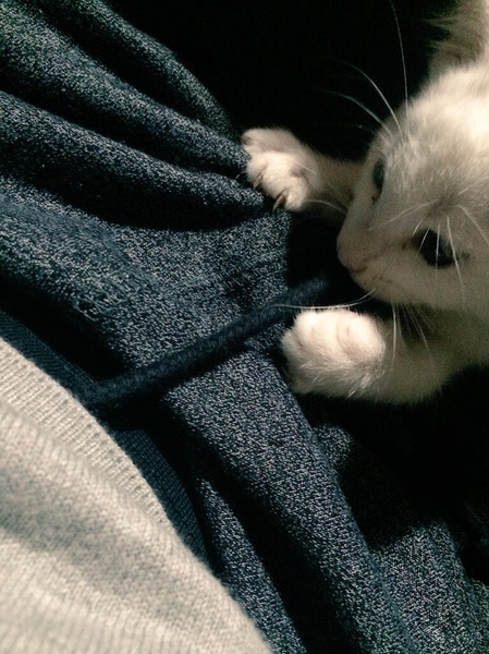 生後2ヶ月の子猫の里親を募集しています。 サムネイル2