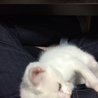 生後2ヶ月の子猫の里親を募集しています。 サムネイル3