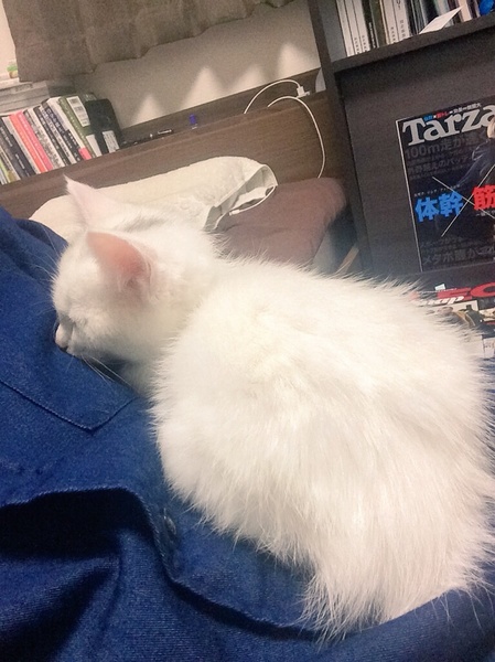 生後2ヶ月の子猫の里親を募集しています。 サムネイル4