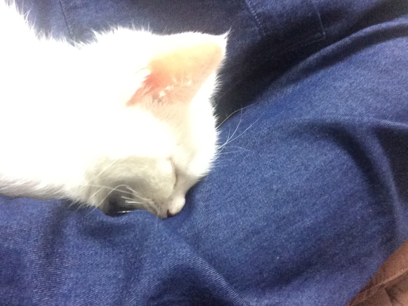 生後2ヶ月の子猫の里親を募集しています。 サムネイル7