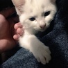 生後2ヶ月の子猫の里親を募集しています。 サムネイル6