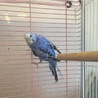 一時停止中 セキセイインコ若鳥バイオレット♀ サムネイル3