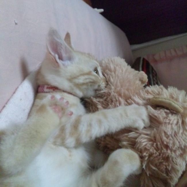 ももぞう1650のカバー写真