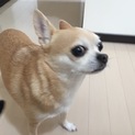 チワワの男の子 里親募集！！