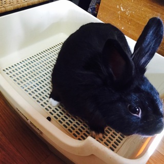 引越しにつれて行けないので探しています！