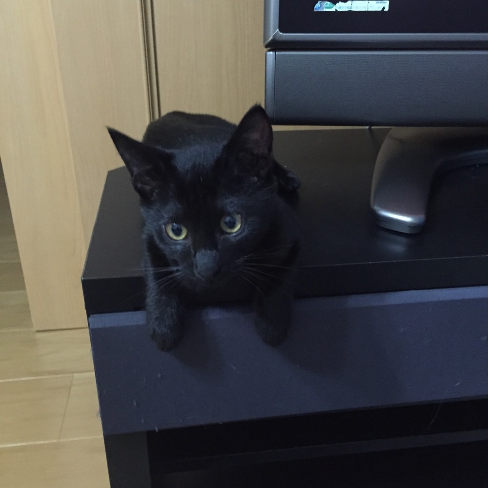 クロのカバー写真