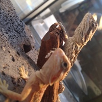 フトアゴヒゲトカゲ達