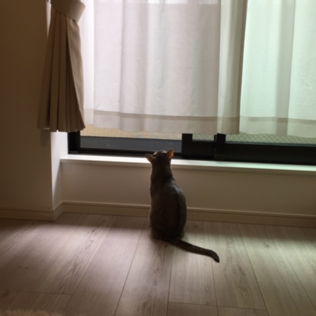 nuinuinuiのカバー写真