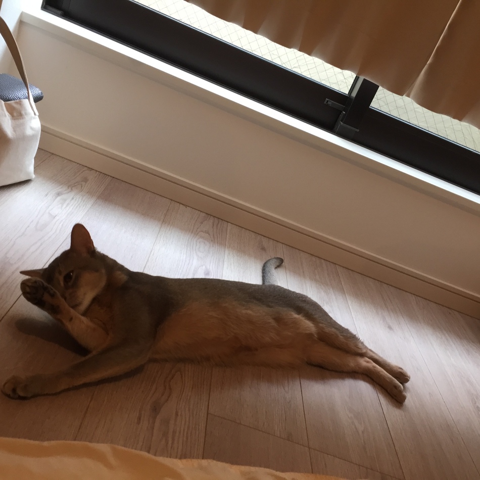 ビーのカバー写真
