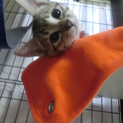 猫ケージ買いました＋手作り失敗おもちゃ