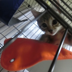 「猫ケージ買いました＋手作り失敗おもちゃ」サムネイル2