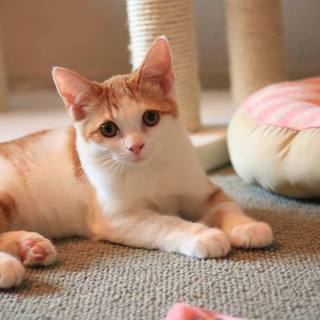 スコちゃん♀5ヶ月