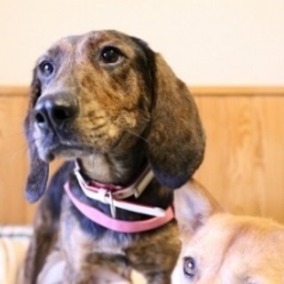 スタイル抜群！プロットハウンド系の小柄な女の子