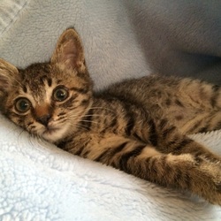 キャラメル君 正式譲渡となりました‼️