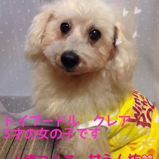 甘えん坊なトイプードル・クレアは３才の女の子です。