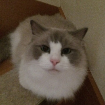 カメラ目線で、可愛い