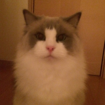 綺麗なお顔。親バカです。