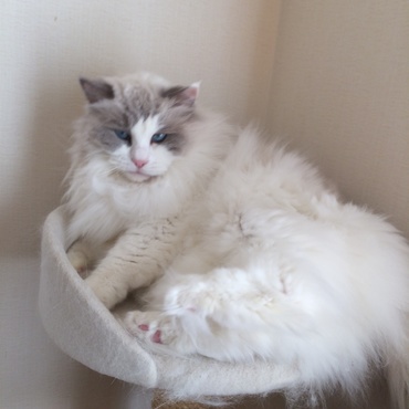 お澄まし顔で。