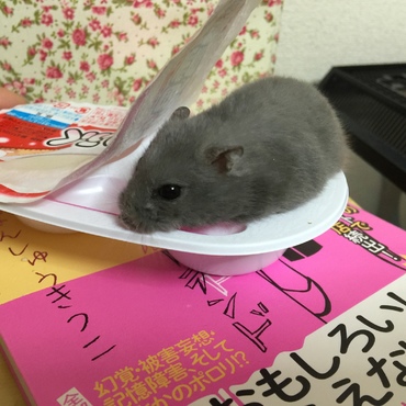 の写真