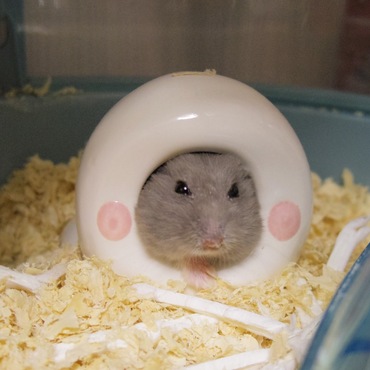 の写真