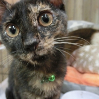 「かなでっちゃん」女の子☆3ヶ月半くらい