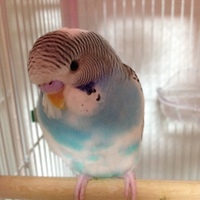 ラムネ