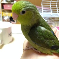 ポプラ