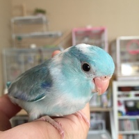 シグ