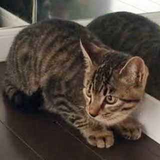 元気なトラ柄の男の子★いっちゃん