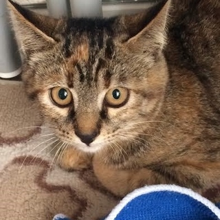 こわがりなトラ柄の女の子★てんちゃん