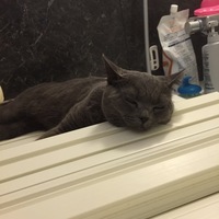ウィル