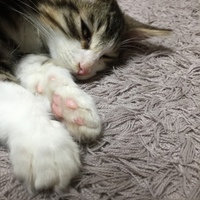 クゥー