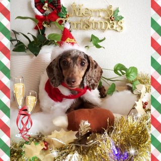 甘えん坊のダックス・モーリーは３才の女の子です。