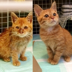 ビフォーアフター