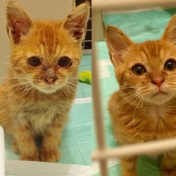 「ビフォーアフター」サムネイル2