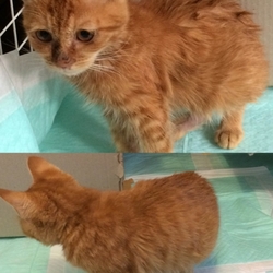 「ビフォーアフター」サムネイル3