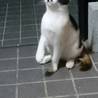 ミケの♀です。 サムネイル2