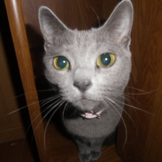 家族の一員として大事に飼ってくださる