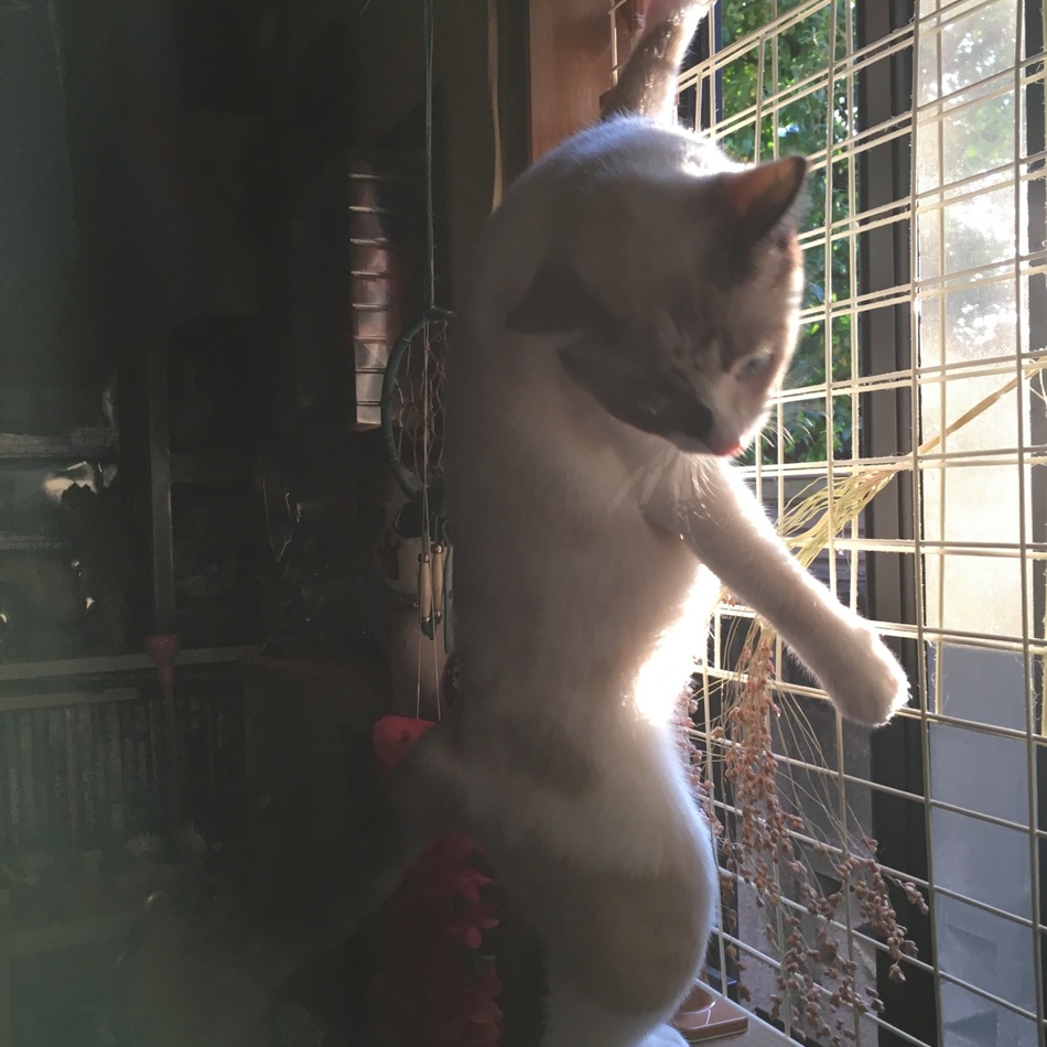 PORCO Catwalkerのカバー写真