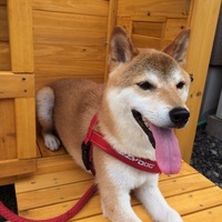 ハチ