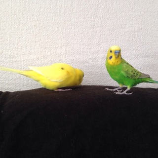 一旦募集を締め切らせてちただきます。