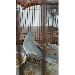 ヒムネキキョウインコを保護しました。