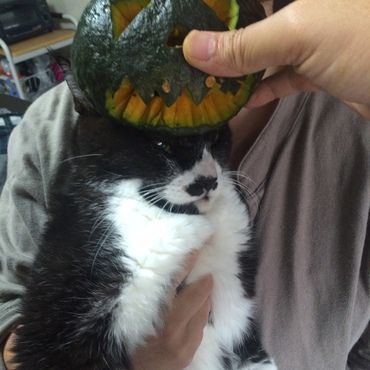  ハロウィンでかぼちゃ入らなかった猫。