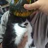  ハロウィンでかぼちゃ入らなかった猫。